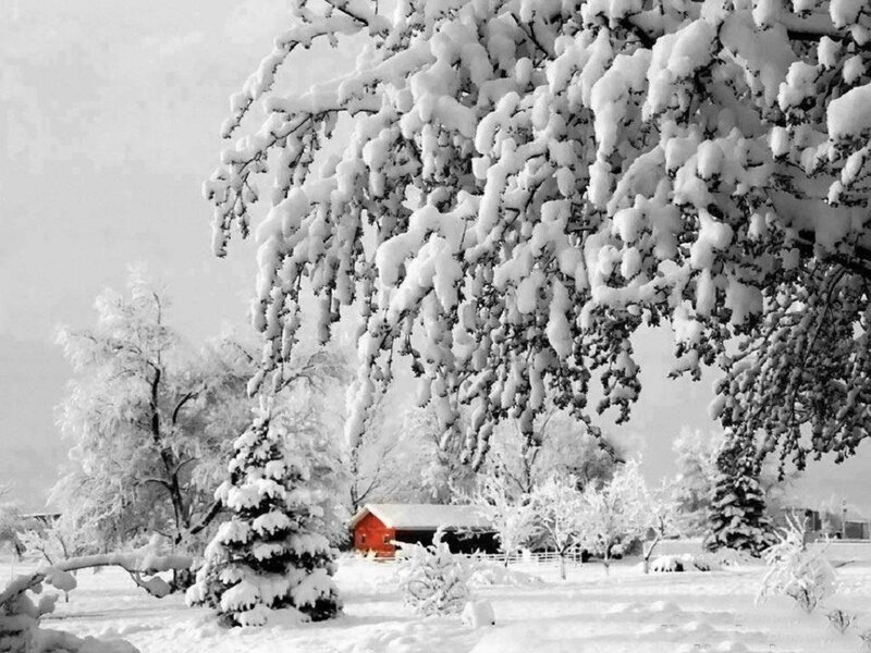 Snow-covered Trees and Barn — White