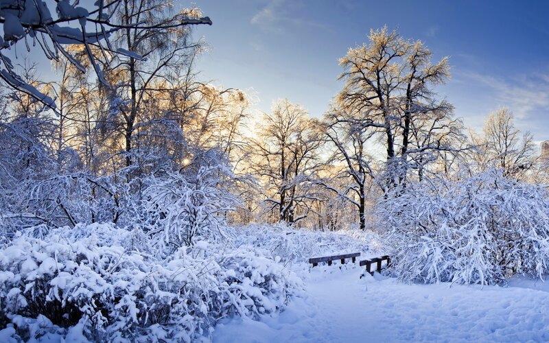 Snow-covered Trees and Bench