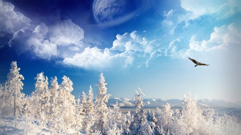 Snow-covered Trees and Bird — Blue