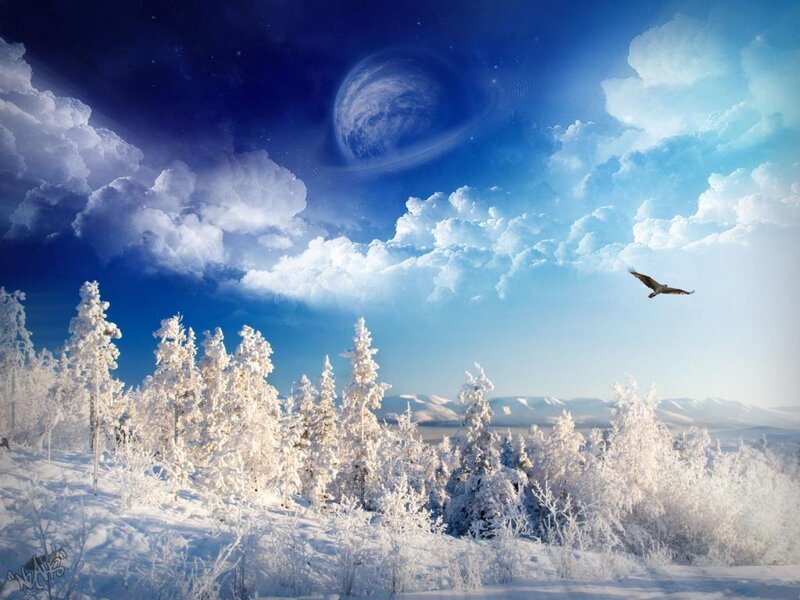 Snow-covered Trees and Bird