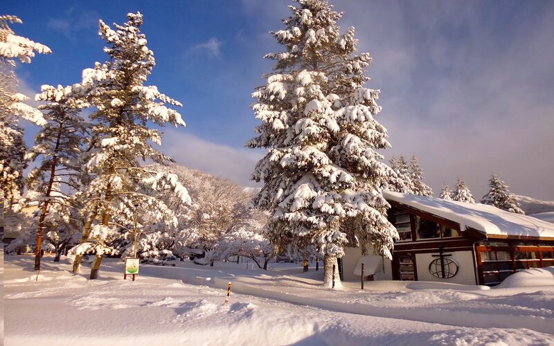 Snow-covered Trees and Building