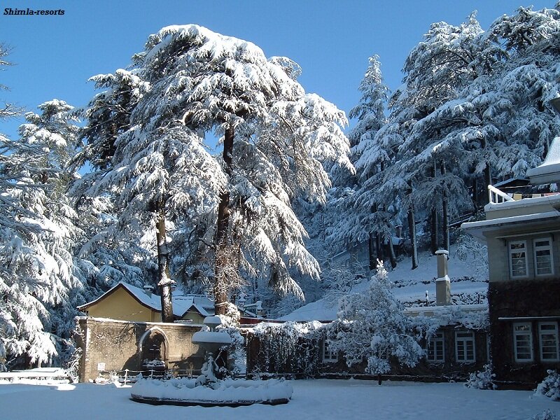 Snow-covered Trees and Buildings