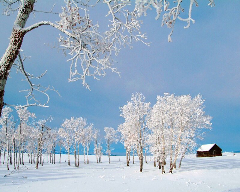 Snow-covered trees and cabin
