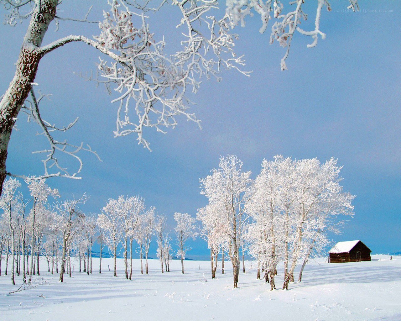 Snow-covered trees and cabin