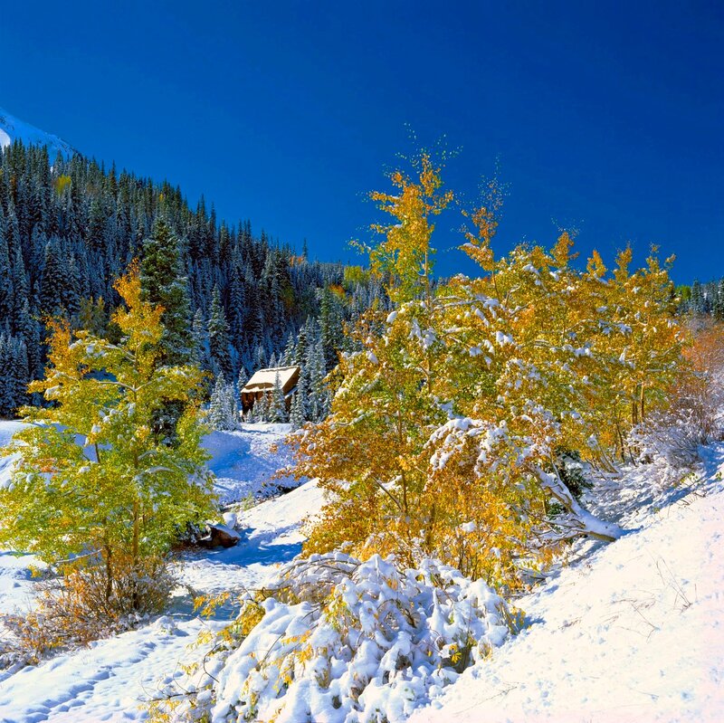 Snow-covered Trees and Cabin — Blue, Serene