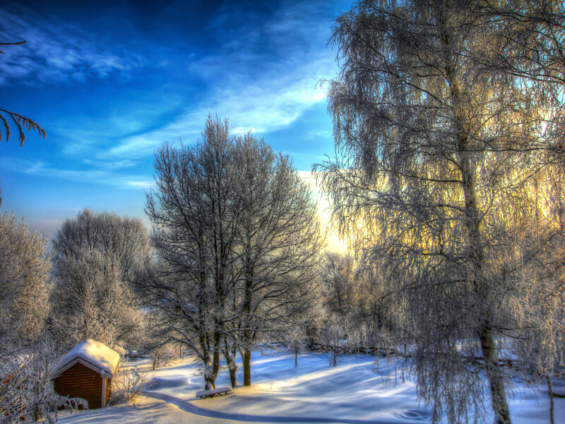 Snow-covered Trees and Cabin — Blue
