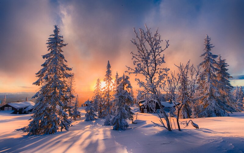 Snow-covered Trees and Cabins