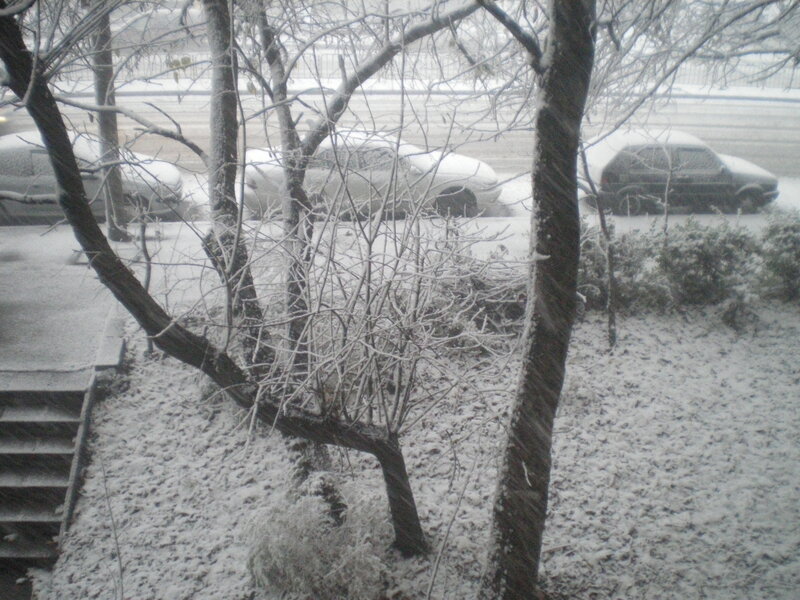Snow-covered Trees and Cars