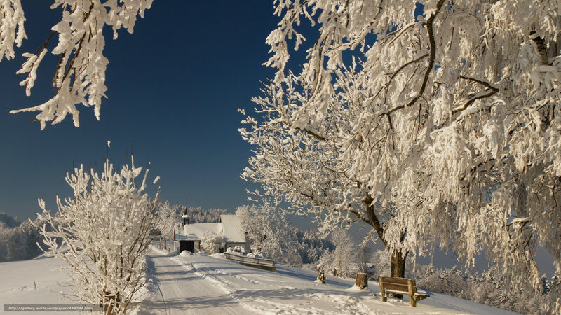Snow-covered Trees and Church — White