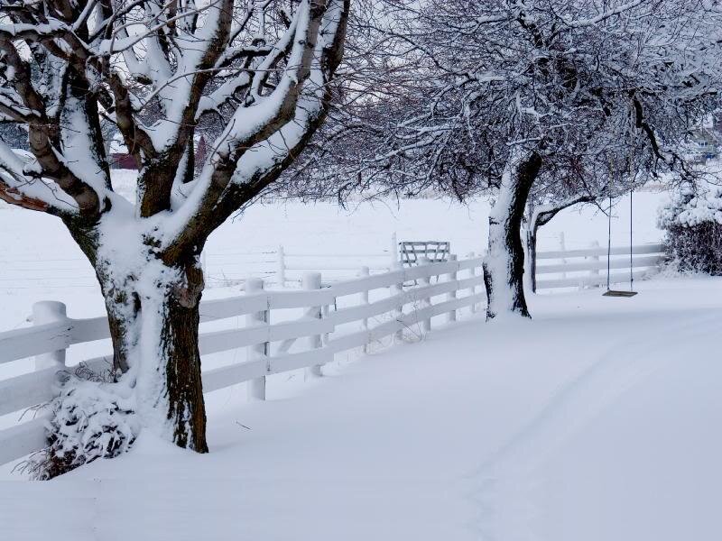 Snow-covered Trees and Fence