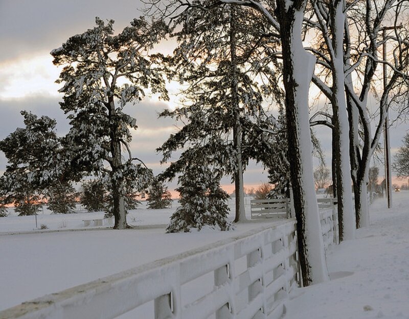 Snow-covered Trees and Fence — White, Serene