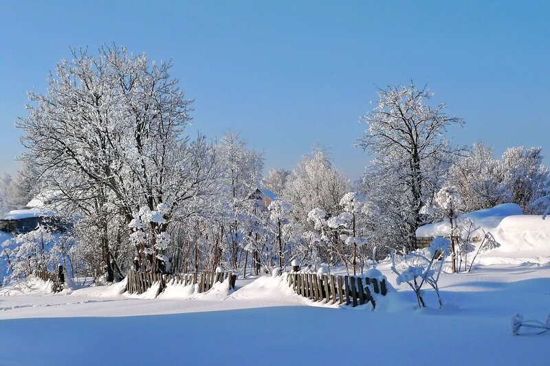 Snow-covered Trees and Fence — White, Serene, Winter