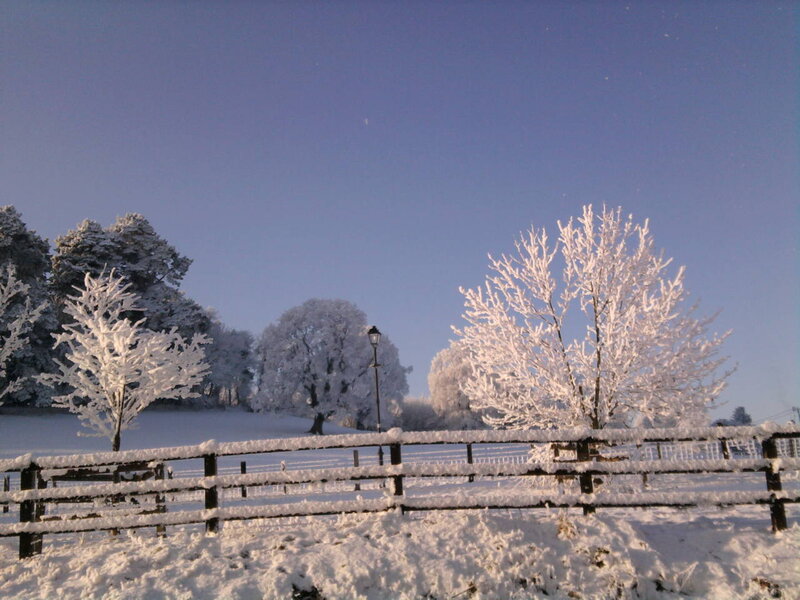 Snow-covered Trees and Fence — White