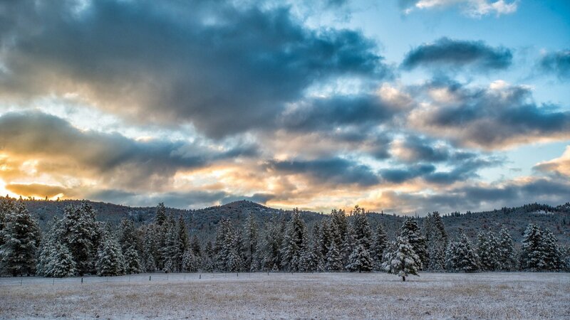 Snow-covered Trees and Field