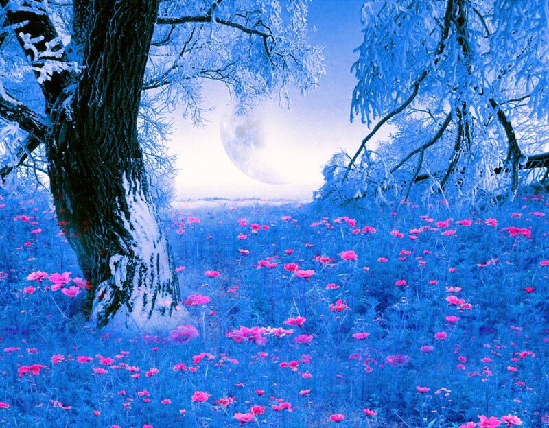 Snow-covered Trees and Flowers