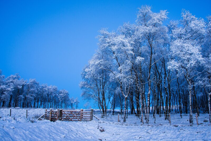 Snow-covered Trees and Gate — Blue