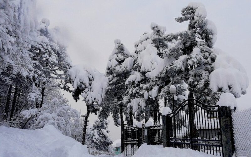 Snow-covered Trees and Gate