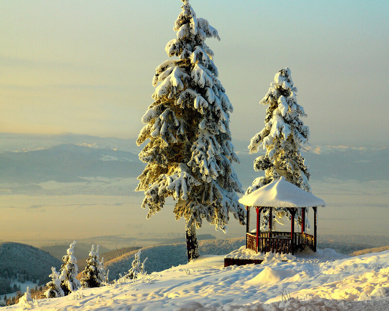 Snow-covered Trees and Gazebo — White
