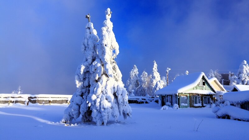 Snow-covered Trees and House — Blue, Serene