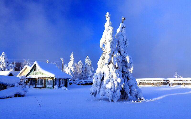 Snow-covered Trees and House
