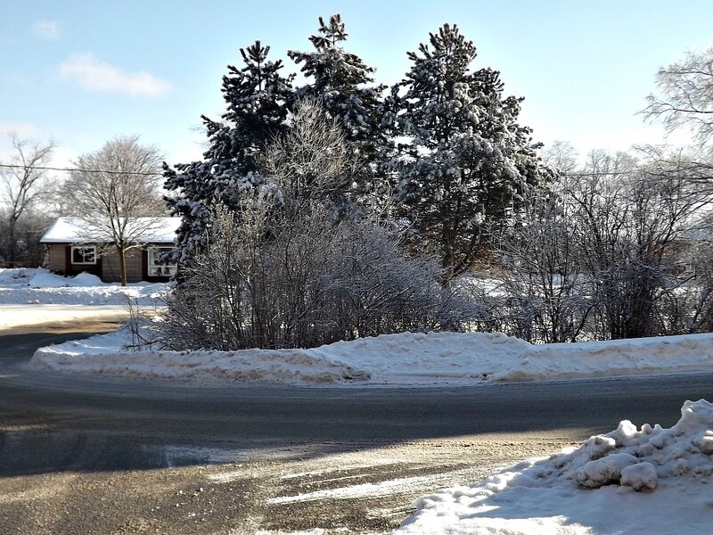 Snow-covered Trees and House — White