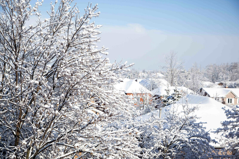 Snow-covered Trees and Houses