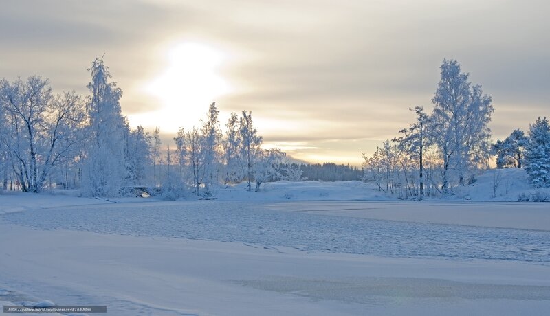 Snow-covered Trees and Lake — White, Serene