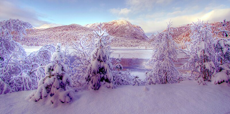 Snow-covered Trees and Lake — White