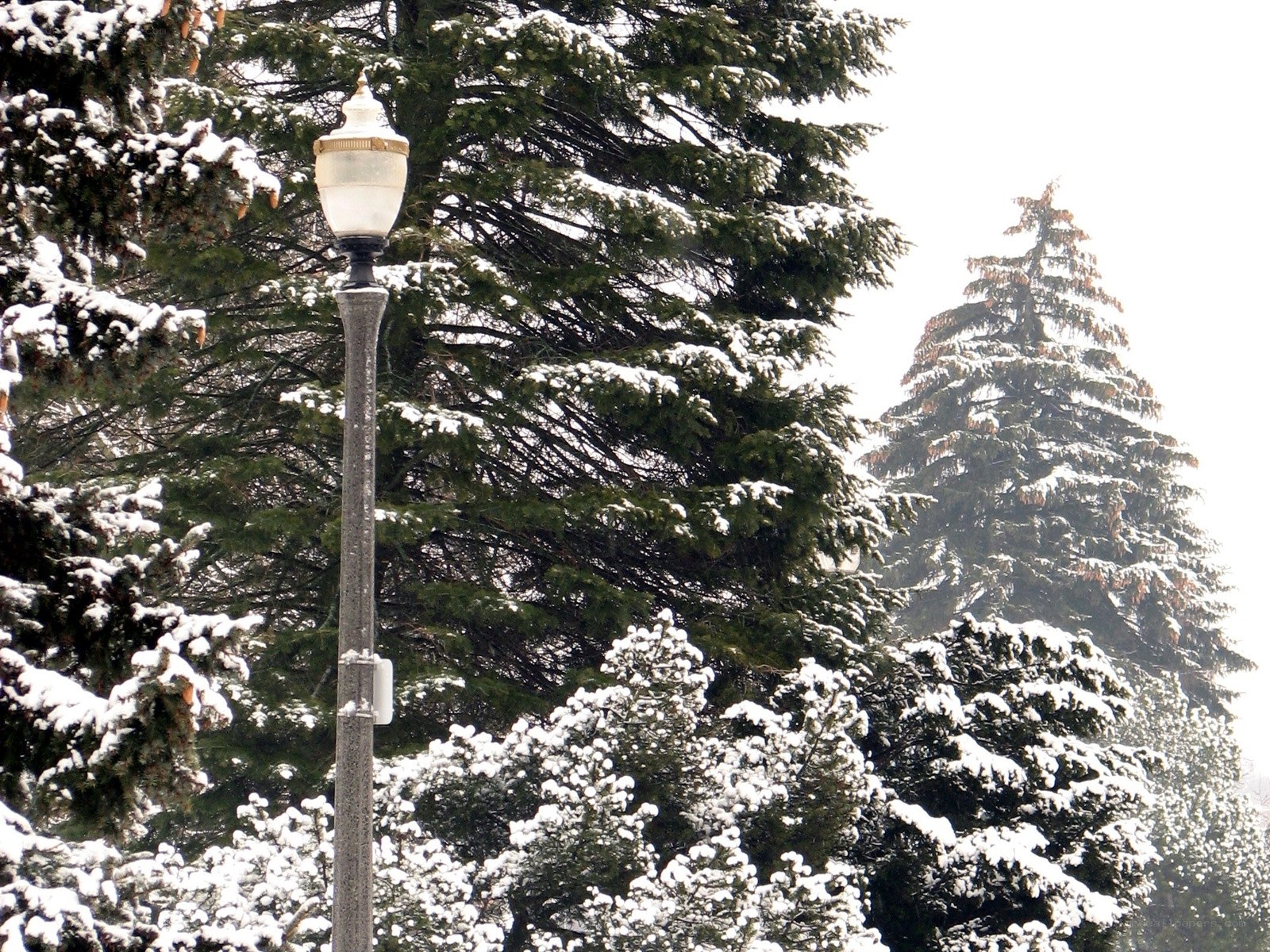 Snow-covered trees and lamp post