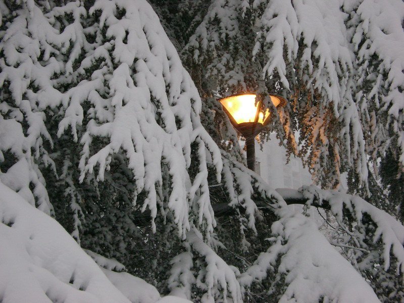 Snow-covered Trees and Lamp
