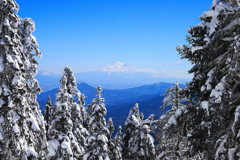 Snow-covered Trees and Mountain — Blue, Serene