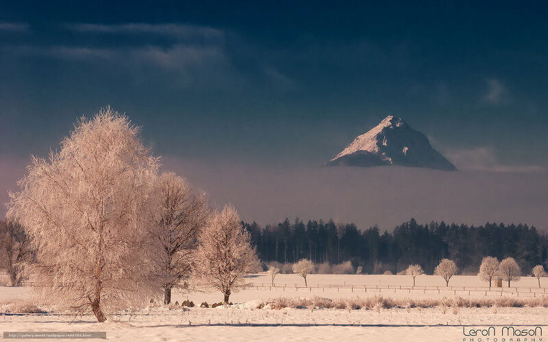 Snow-covered Trees and Mountain — White, Serene