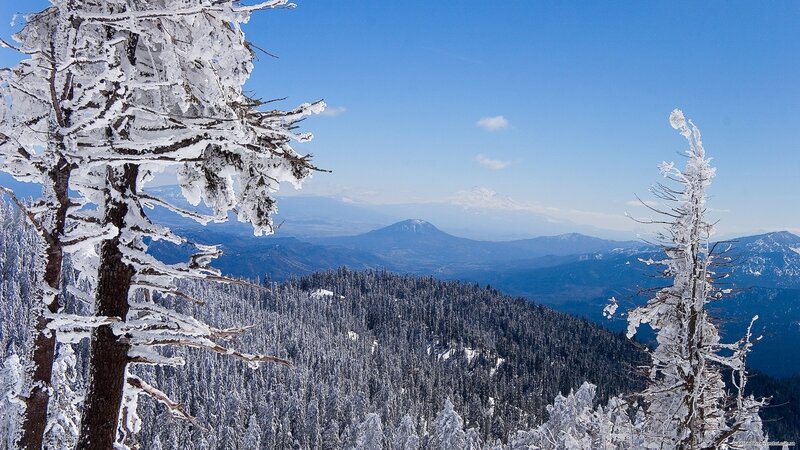 Snow-covered Trees and Mountains — Green