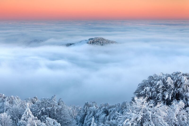 Snow-covered Trees and Mountains — White