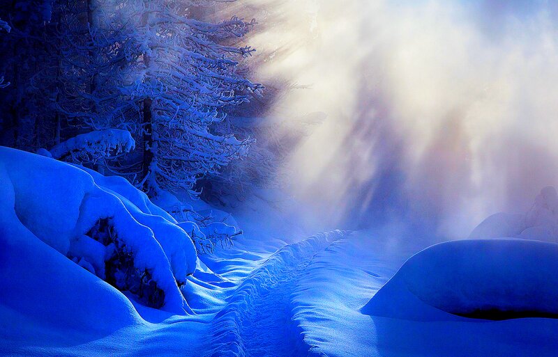 Snow-covered Trees and Path — Blue
