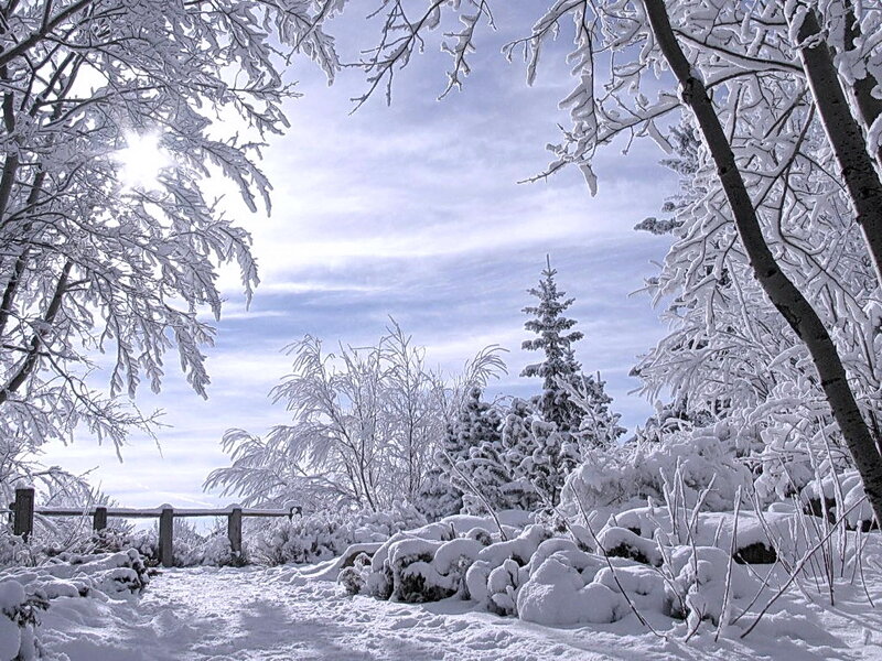 Snow-covered Trees and Path