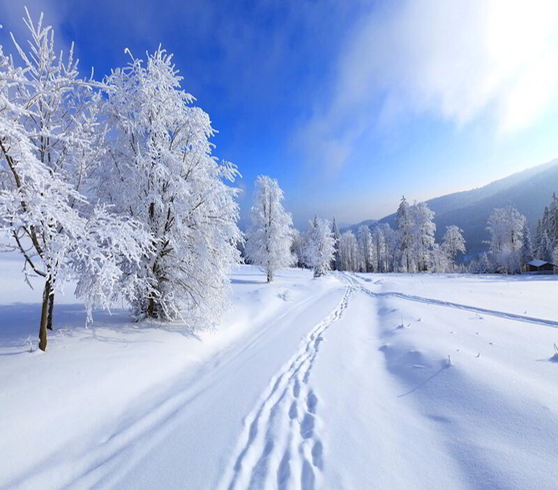 Snow-covered Trees and Path — White, Serene