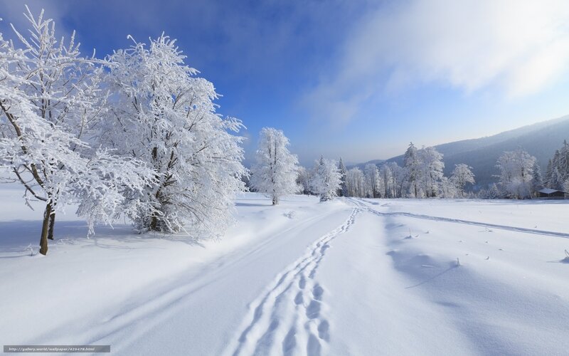 Snow-covered Trees and Path — White, Serene, Winter