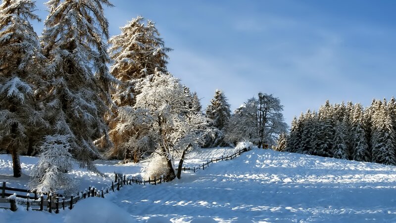 Snow-covered Trees and Path — White