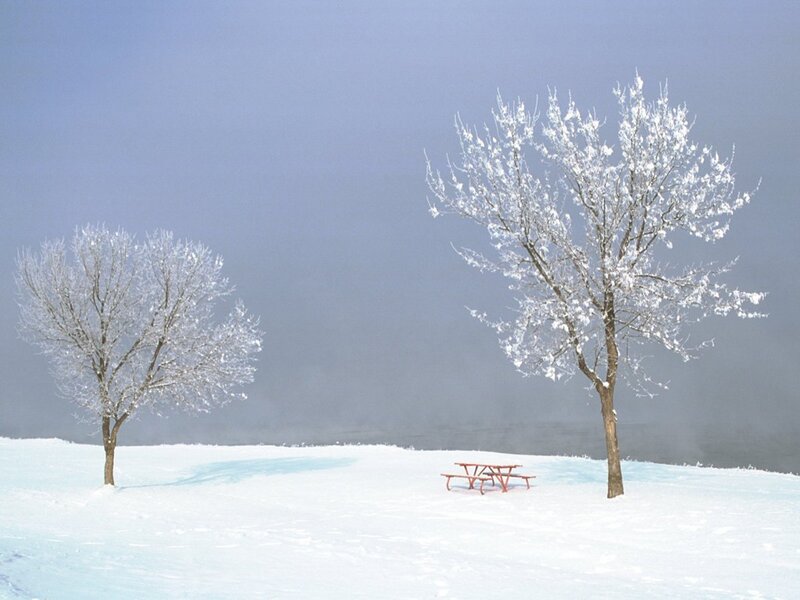 Snow-covered Trees and Picnic Table