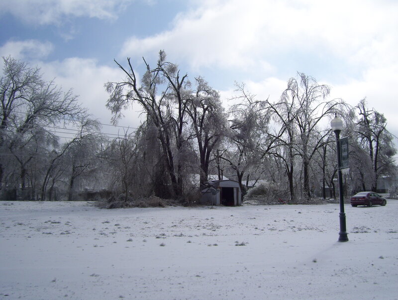 snow-covered trees and shed