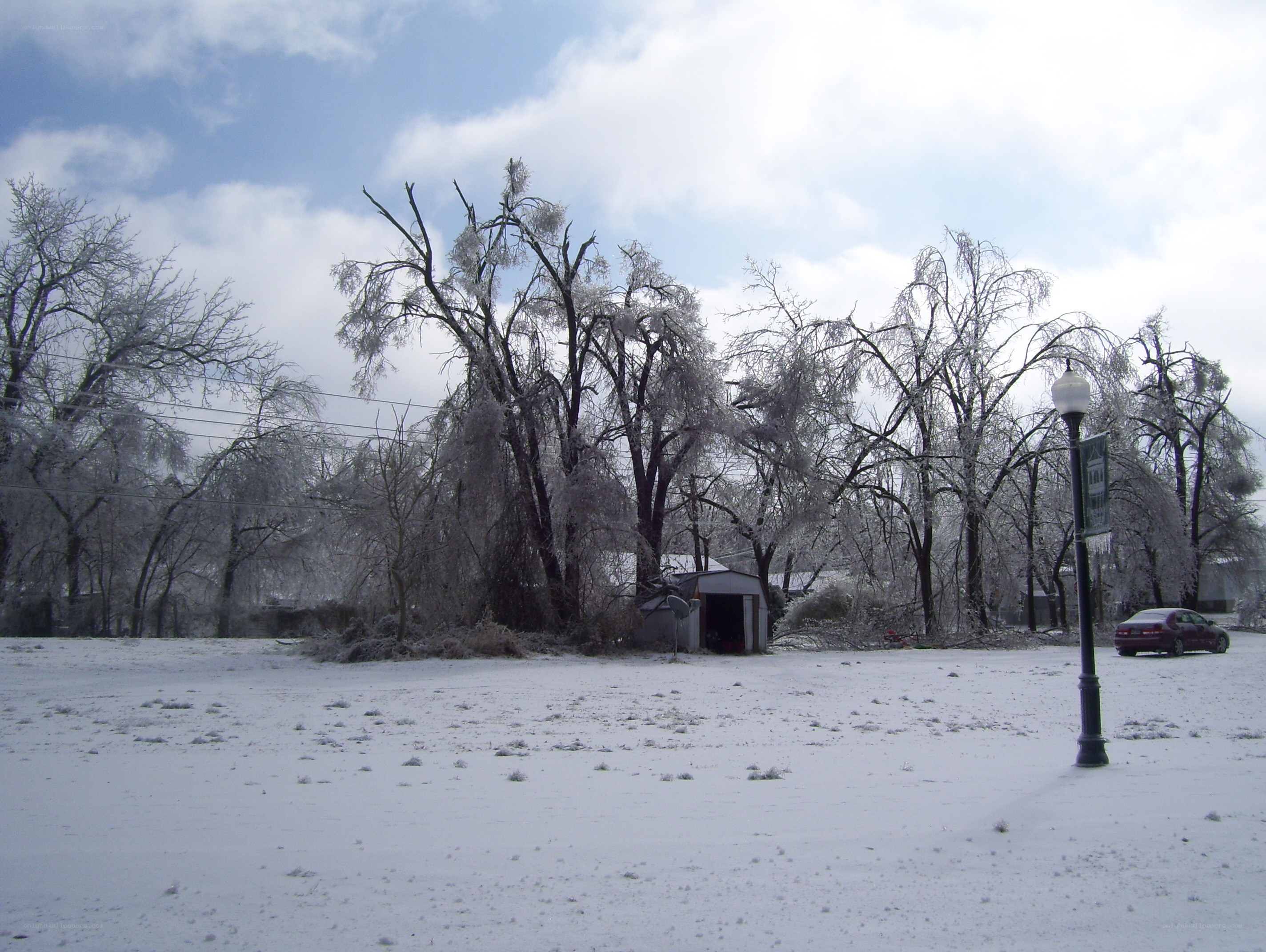 snow-covered trees and shed