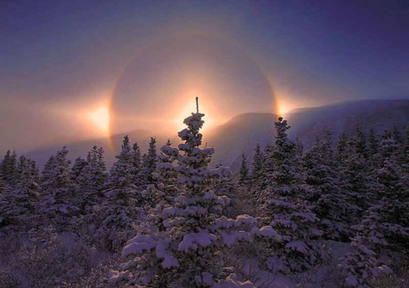 Snow-covered Trees and Sun Halo