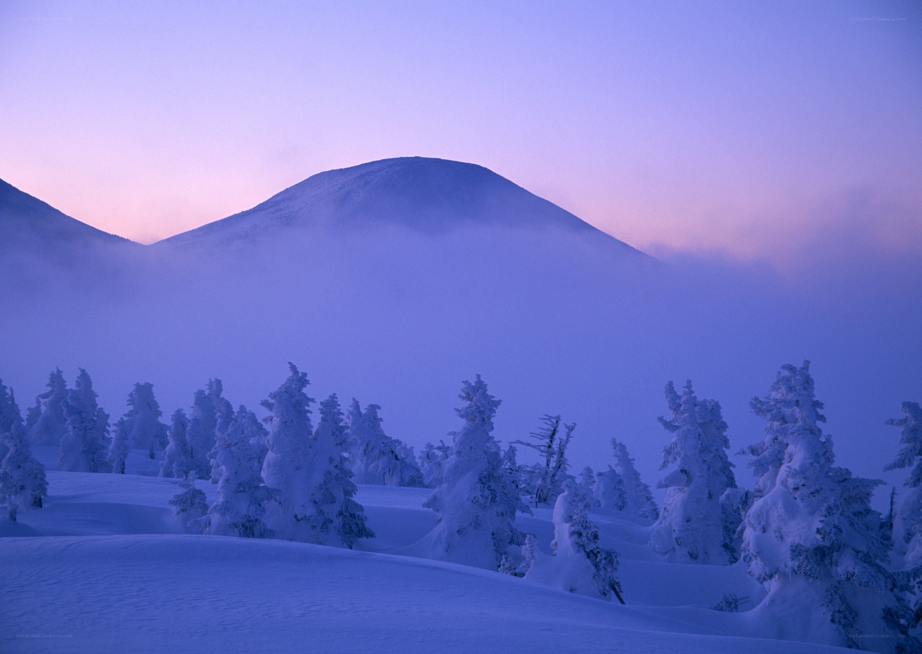 Snow-covered trees at dawn