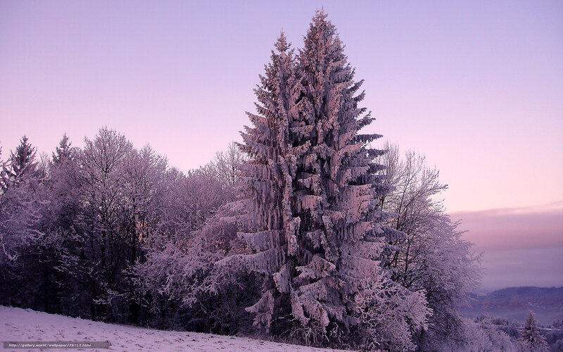 Snow-covered trees at dawn