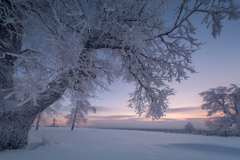 Snow-covered Trees at Dawn — White