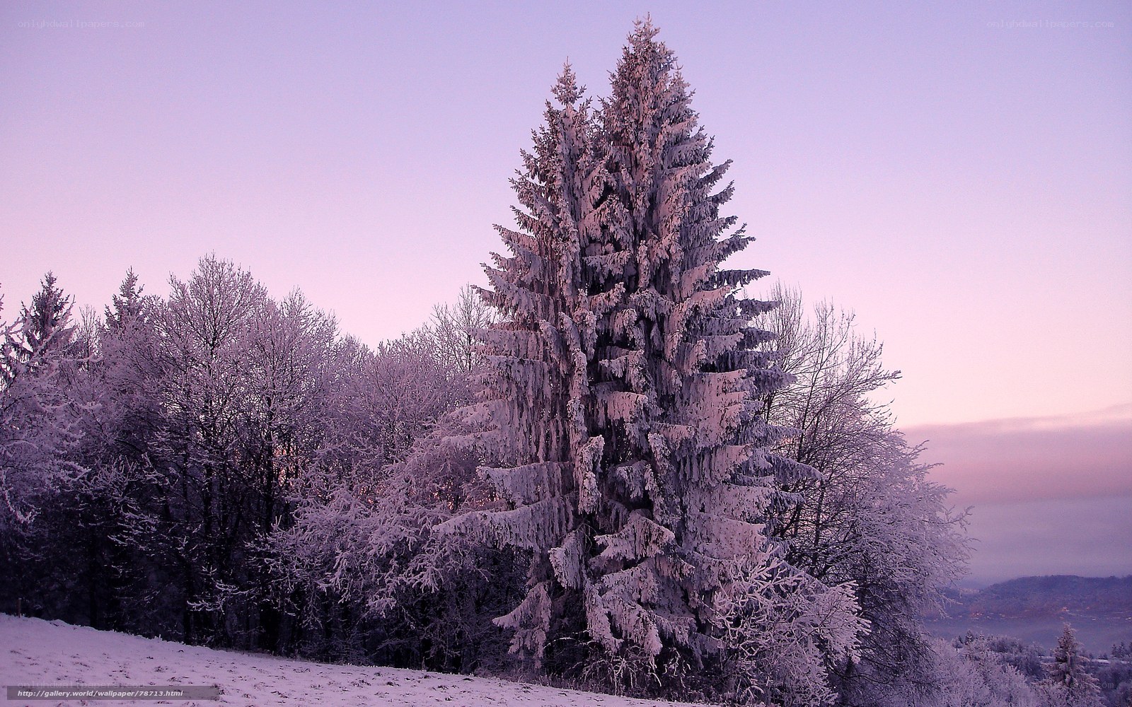 Snow-covered trees at dawn