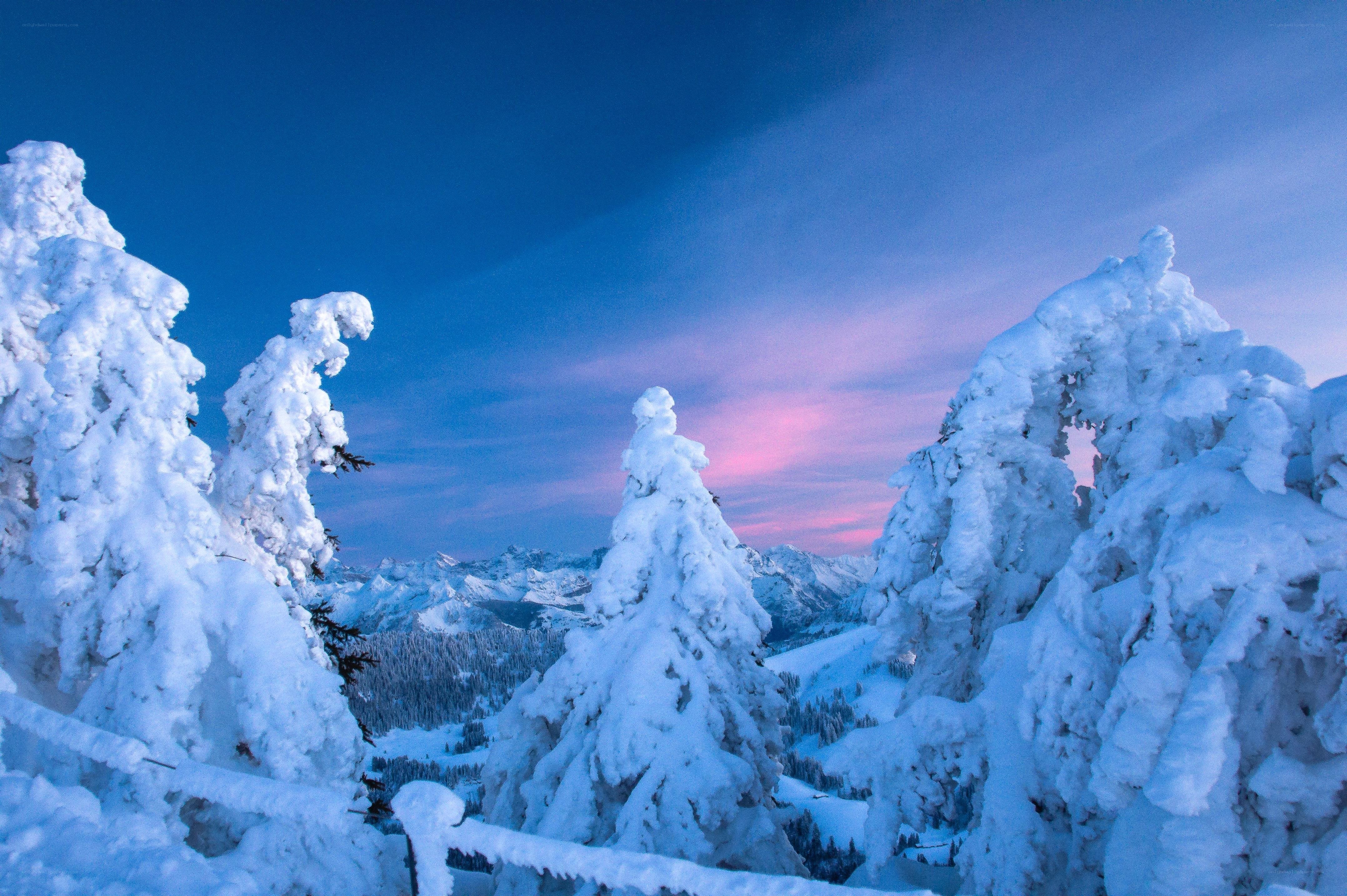 Snow-covered trees at dusk