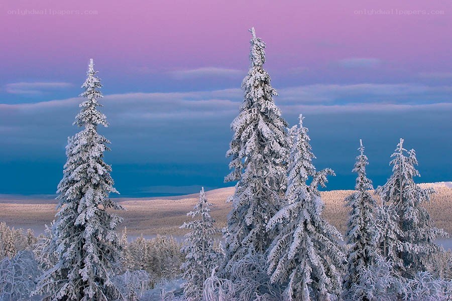 Snow-covered trees at dusk