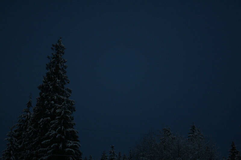 snow-covered trees at dusk
